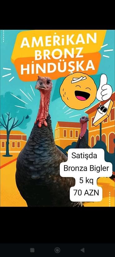 Digər kənd təsərrüfatı heyvanları: Amerikan Bronz hinduşka – Bronz Biglər. • Çəki: 5 kq • Qiymət: 70 AZN — 1