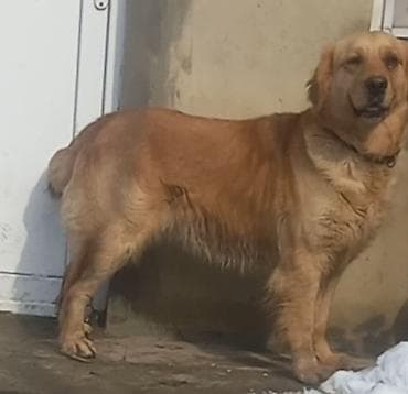 İtlər: Retriever, 4 il — 3