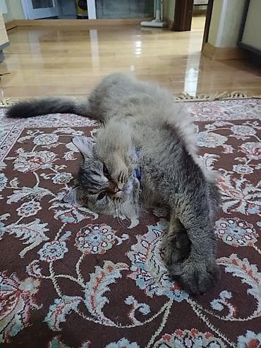 Собаки: Tüklü rengi kul rengi şotland sortu yaş yarım ev şəraitində boyun quma — 7