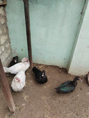 hinduşqa cucələri: Muscovy ördəkləri və balaları - Şəkillərdə müxtəlif rənglərdə — 3