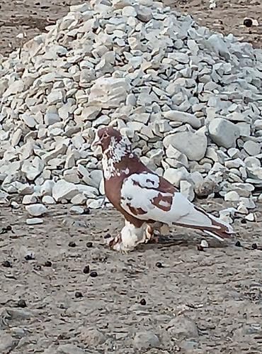 deve quşu: Oynaq qızğın erkəkdi qara mayadı sağlam dı — 3