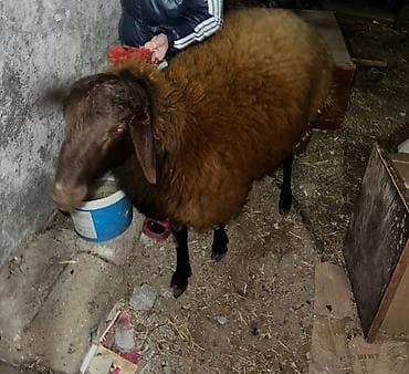 Digər heyvanlar: Cins qoc(Qala) — 1