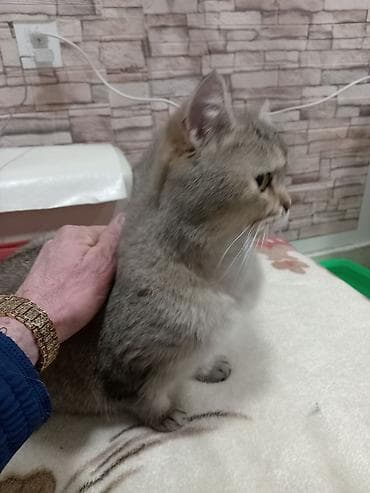 Lincoln: Британская, Самка, В добрые руки, Платная доставка — 3