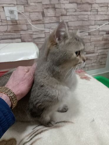 Lincoln: Британская — 3