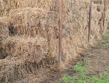 Təbii ot bağlamaları qiyməti 3 azn - Məhsul: quru təbii ot