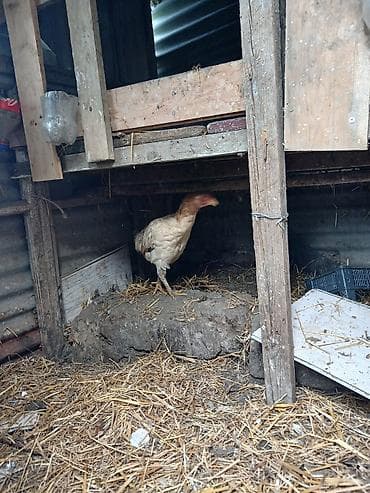 gence heyvanlar: Toyuq, Damazlıq — 1