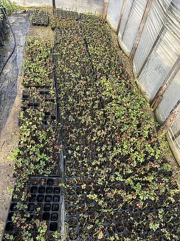 Саженцы деревьев: Dibçəkdə qızılgüllər satılır. Böyük dibçək 4 azn orta 3 azn kiçik — 8