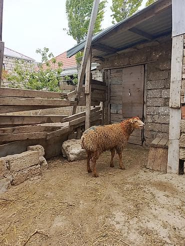 yem satisi: Erkəy toğlu satilir qurban kəsməyə yarayır — 3