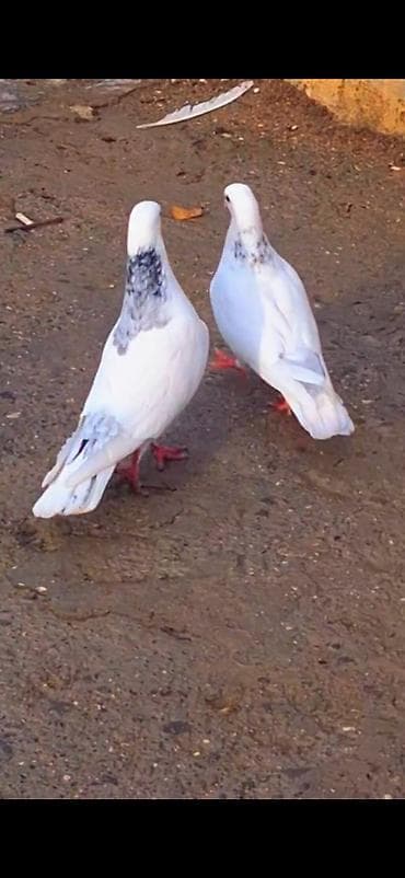 Ebres boyunlar 40 manat iran agbas erkey 20 manat