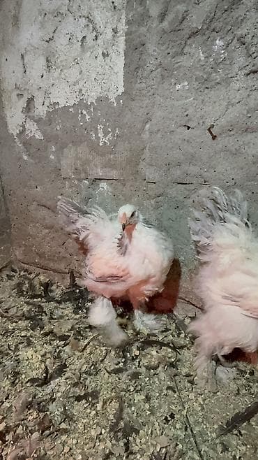 Digər heyvanlar: 3ədəd dekabrın 21i çıxmış Kalumbian brahma beçələri satılır.İri və — 5