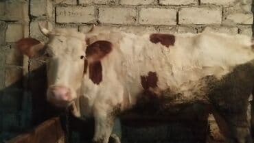 K/t heyvanları üçün mallar: Dişi, Simental, il: 6, Südlük, Ünvandan götürmə — 3