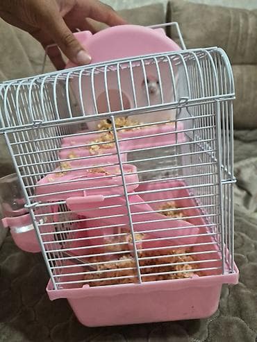 heyvanlar: Hamster Satilir qefes qarisig 25azn — 4