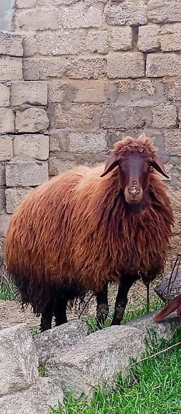 Dovşanlar: Dişi morkaravan cinsi qoyun satılır damazliq 1 il2 ayliqdi ciddi — 2