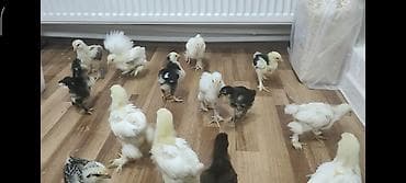 Cücələr: Toyuq cücələri, Ətlik — 2