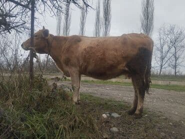 Qazlar: 2 ci qarın 8 aylıq boğazdı.süt 8 yaxşı.yaglı.sütü var sakit maldır — 2
