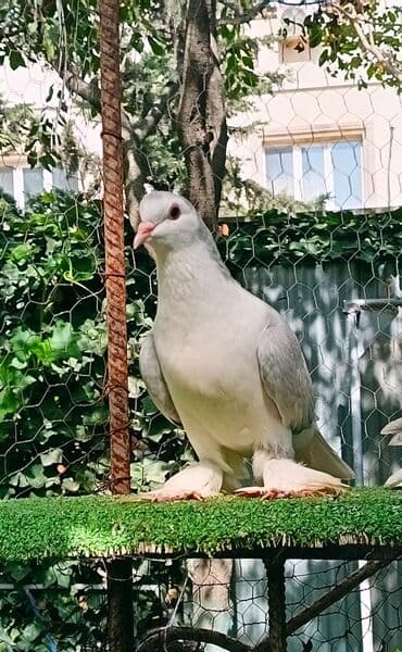 2 maya delfin sahiblendirilir Yasamaldadi - Növ: dekorativ