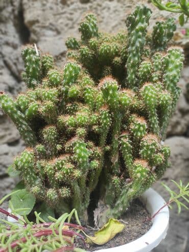 семена чиа баку: 80sm Kaktus.Sumqayıt içi çatdırma pulsuz.sumqayıt — 2