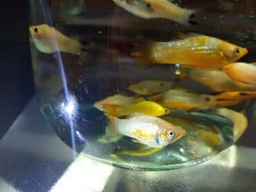 Boyuk olcude mollineziler satılır, optavoy qiymetden. 0.50 qepik, en