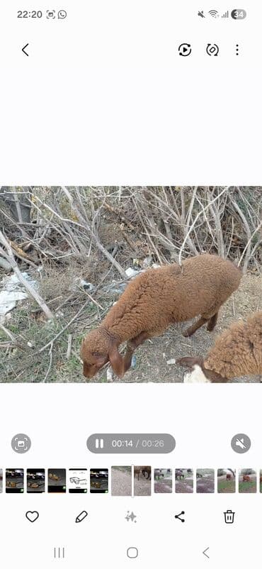 lavanda lal ordək: Qoyun və quzu satılır salam. ana bala. balasindisidie. ana orta — 3