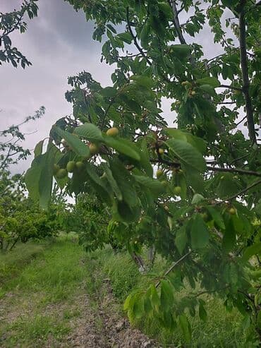 tuya ağacı yağı: 2 hektar 79 sot Məhsul: Gilas bağı Xaçmaz Rahimoba yolunda Asvaltdan — 7