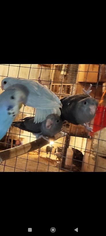 sebzi qusu: Folpus quşları dünyanın ən balaca quşları Varabınnıy papuqay Sevgi — 3