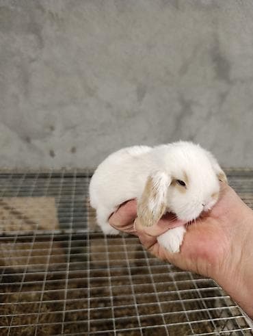 karlik dovşanı: Miniatür dovşan balaları • Cinslər: qulaqları sallanan (lop) və dik — 2