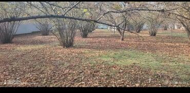 qaraçuxurda kirayə evlər 2022: 10 sot, Tikinti, Barter mümkündür, Kupça (Çıxarış) — 1