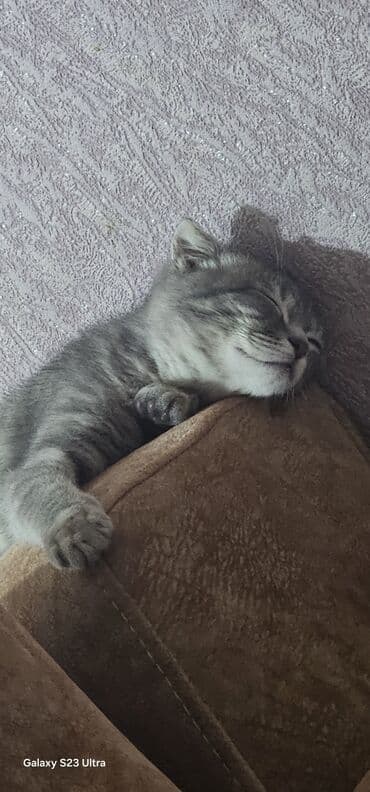 qanqal balası: Şotland, Dişi, Yaxşı əllərə, Ünvandan götürmə, Ödənişli çatdırılma — 7