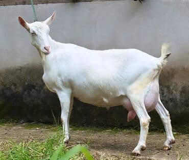 Quzu: Südçülük yönümlü ağ keçi (sağmal) Xüsusiyyətlər: - Ağ, qısa tüklü — 1