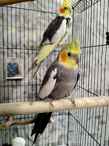 tutuquş: Salam. Qiymet cutune aiddi.1 cut papuqay satilir. Erkek ve disi. Tam — 2