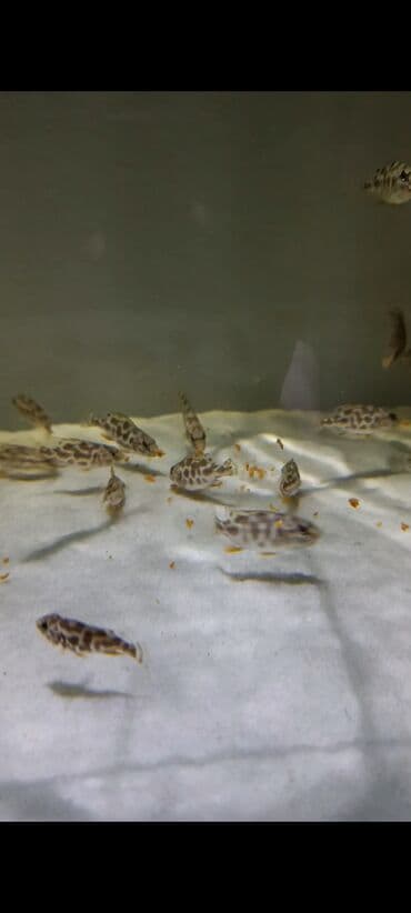 oskar balığı: Yırtıcı, Ödənişli çatdırılma, Ünvandan götürmə — 5