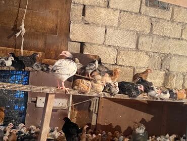 kənd colpası satışı: Satılır durçinka,serbilis,hündüşka — 6