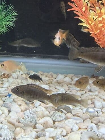 arı satışı 2022: Cixlid balığı — 4