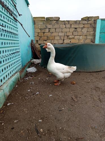 Ağ qaz – iri cins - Rəng: tam ağ lələklər, narıncı dimdik və pəncələr