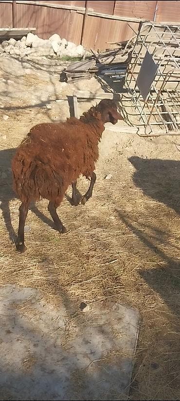 qoyun mal: Damazdig togludu 10 ayılig — 3