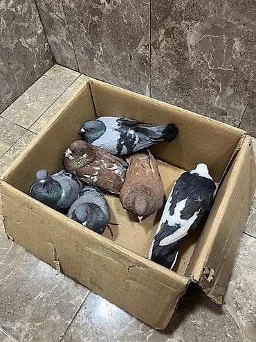 goyərcin satışı: 6 ədəd tutulma göyərçinlər tam sağlamdılar.təcili satılır qiymət 6 — 3