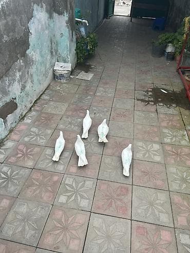 tetra quşu: 5 dene az quyrgdu 1 i 10 manat — 2