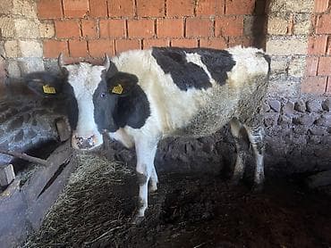 Inəklər, öküzlər: Cins sütdük sortu 2 yaşı tamam deil hele boğaz deil satılır 2100 — 4