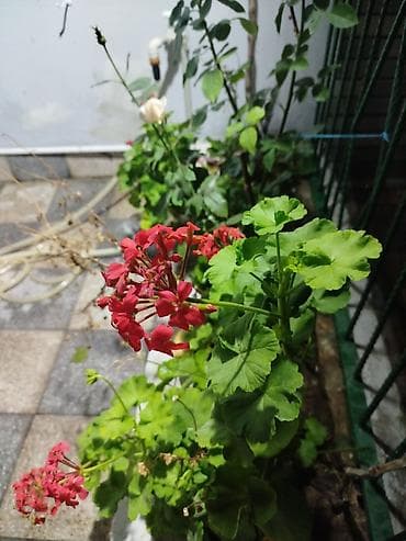 nokia yarpaq: Qırmızı sardunya (Pelargonium) – dekorativ çiçəkli bitki - Parlaq — 1