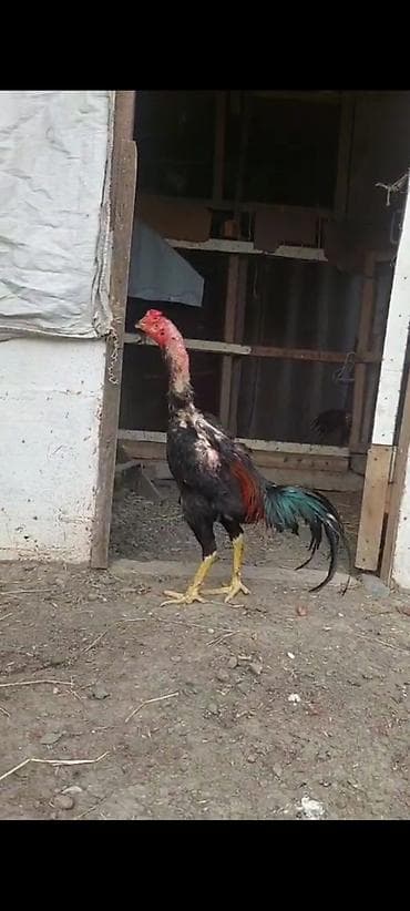 at satiram: Salam. təmiz turk cinsi 11 ayliq qara beçə satilir. çox super becedi — 2