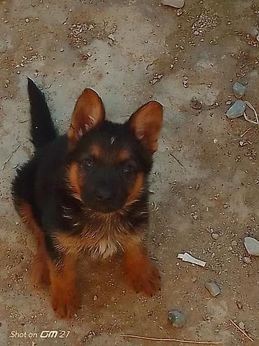 bala itler: Alman çoban iti — 2