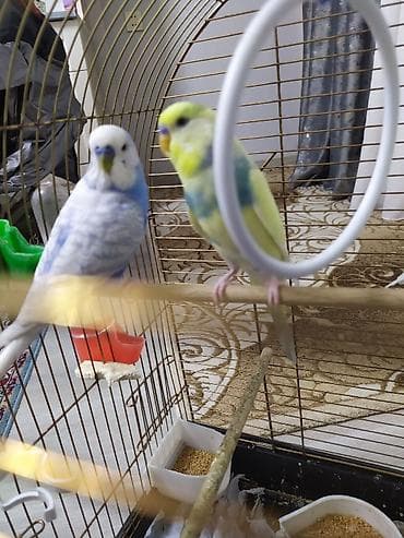 Balıqlar: Məhsul: Dalmaçyalı/xallı rəng keçidləri olan bücə/quşlar (muhabbet — 4