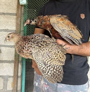 itlerin pulsuz verilmesi: Qafqaz qırqovulu, həm Qafqaz, həm də Qırqovulu növlərinin — 6