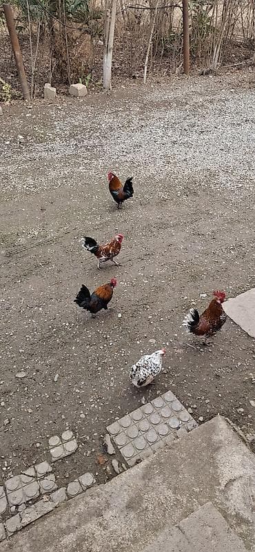 iri buynuzlu heyvanlarin satisi: Toyuq, Yumurtalıq, Ünvandan götürmə, Ödənişli çatdırılma, Rayonlara çatdırılma — 3