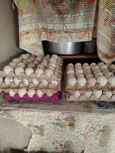 ev tortlari: Təzə kənd yumurtaları - Təbiətdə sərbəst bəslənən quşlardan yığılan — 1