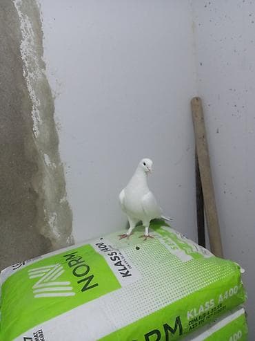 muhabbet quşu: Salam saglam quşdu ərkəydi təmiz cinsdi — 2