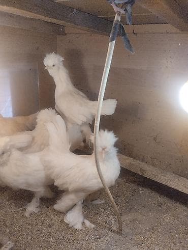 yem satisi: 3 Ayliq sultan cinsli cücələr satılır. 3 Fərə 1 xoruzdur — 2
