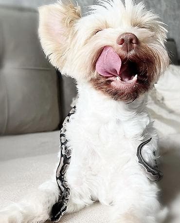 meymun heyvan: Предлагаю к продаже здоровых и активных детёнышей королевских питонов — 6