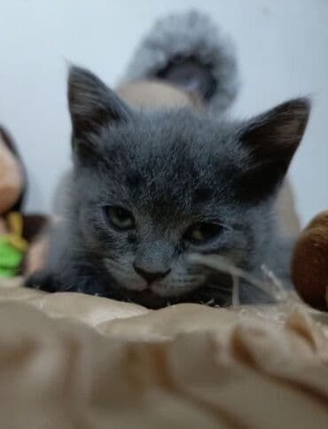 где можно купить котенка: Şotland yastı qulaq, Dişi, Yaxşı əllərə, Ünvandan götürmə, Ödənişli çatdırılma — 4