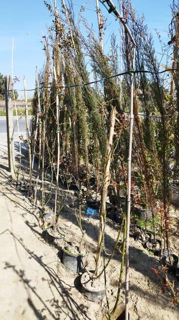 badam qiyməti: Xan cinar 3metir 4 metrlik 15 azin çox alsaz mzakire olunacaq — 15